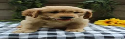 Golden Retriever dogs for sale: Stella - Ad 7