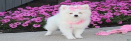 Pomeranian dogs for sale: Bianca  - Ad 4