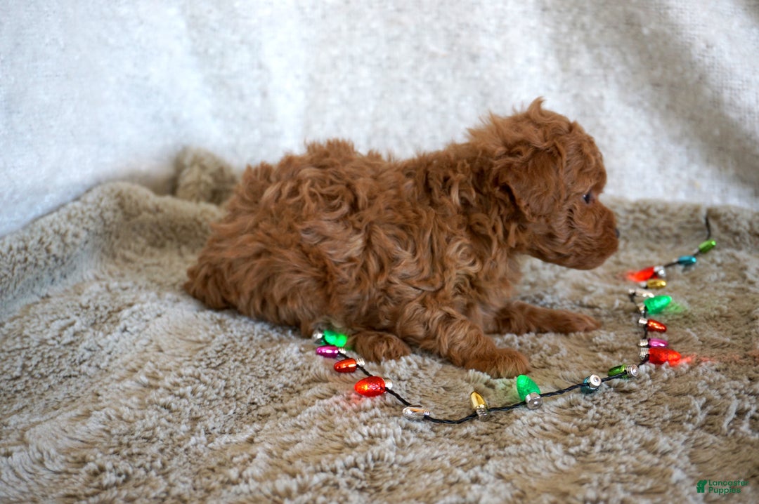 Toy Poodle dogs for sale: Murphy - Ad 3