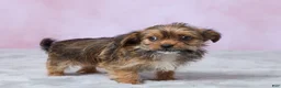 Shorkie dogs for sale: Lala - Ad 4