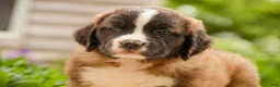 Saint Bernard dogs for sale: Wrenly - Ad 8