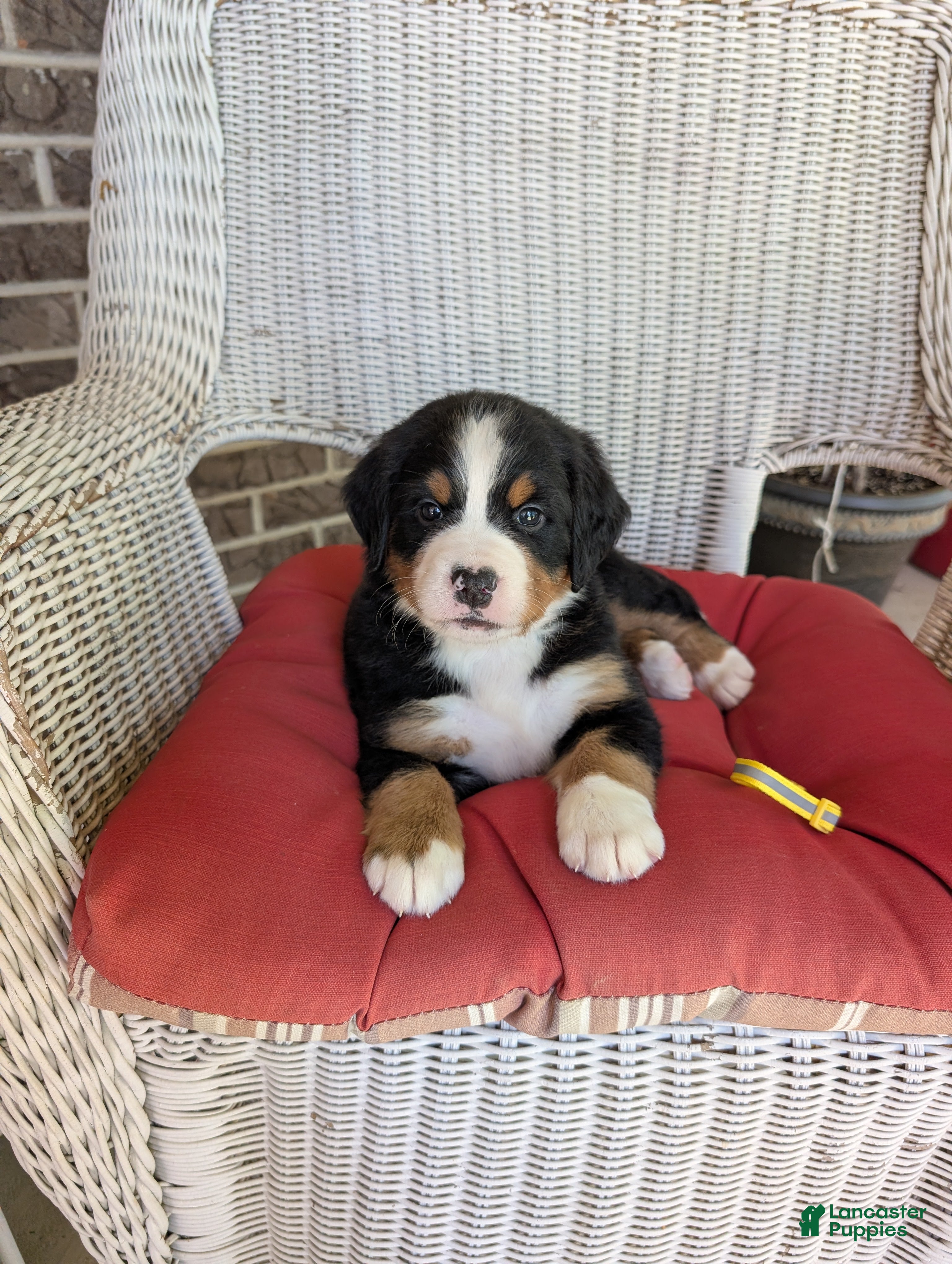 Bernese Mountain Dog dogs Aurora - Ad 1