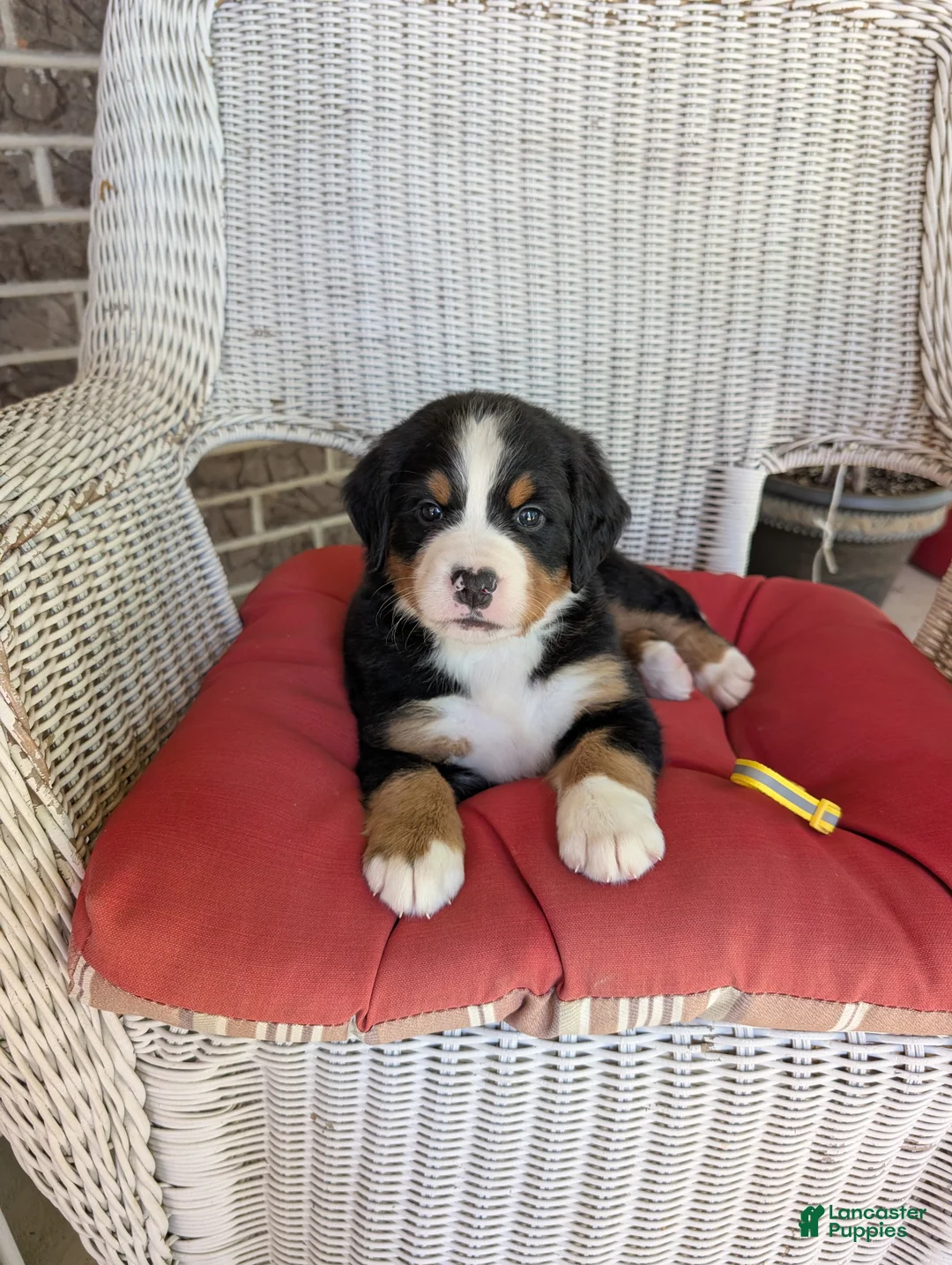 Bernese Mountain Dog dogs for sale: Aurora - Ad 1