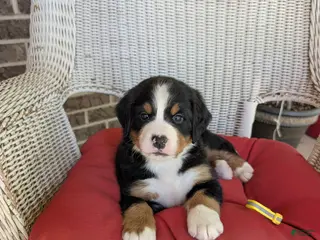 Bernese Mountain Dog dogs for sale: Aurora - Ad 1