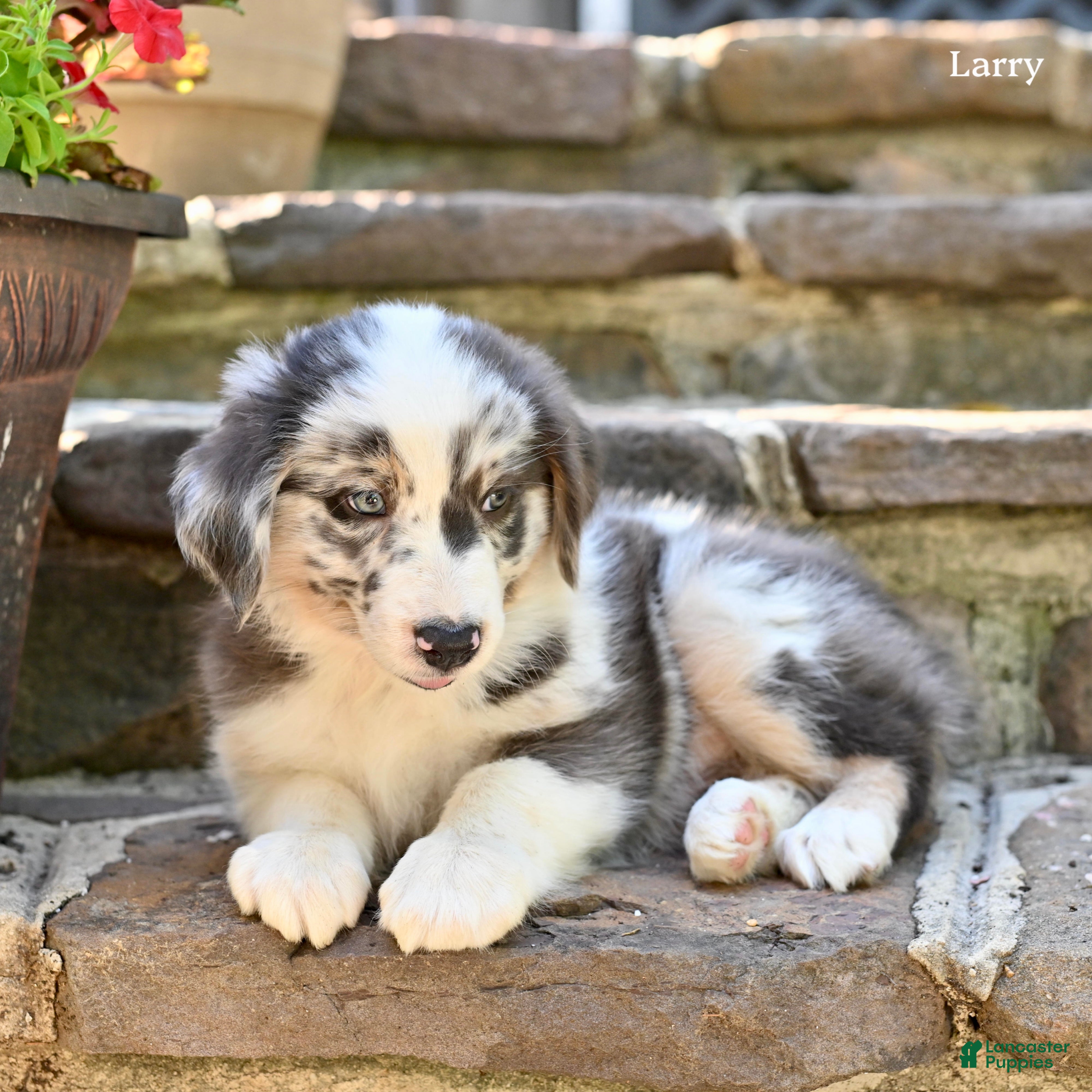 Australian Shepherd dogs for sale: Larry - Ad 1
