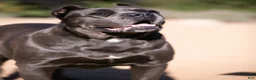 Cane Corso dogs for sale: Cane Corso pink collar - Ad 6