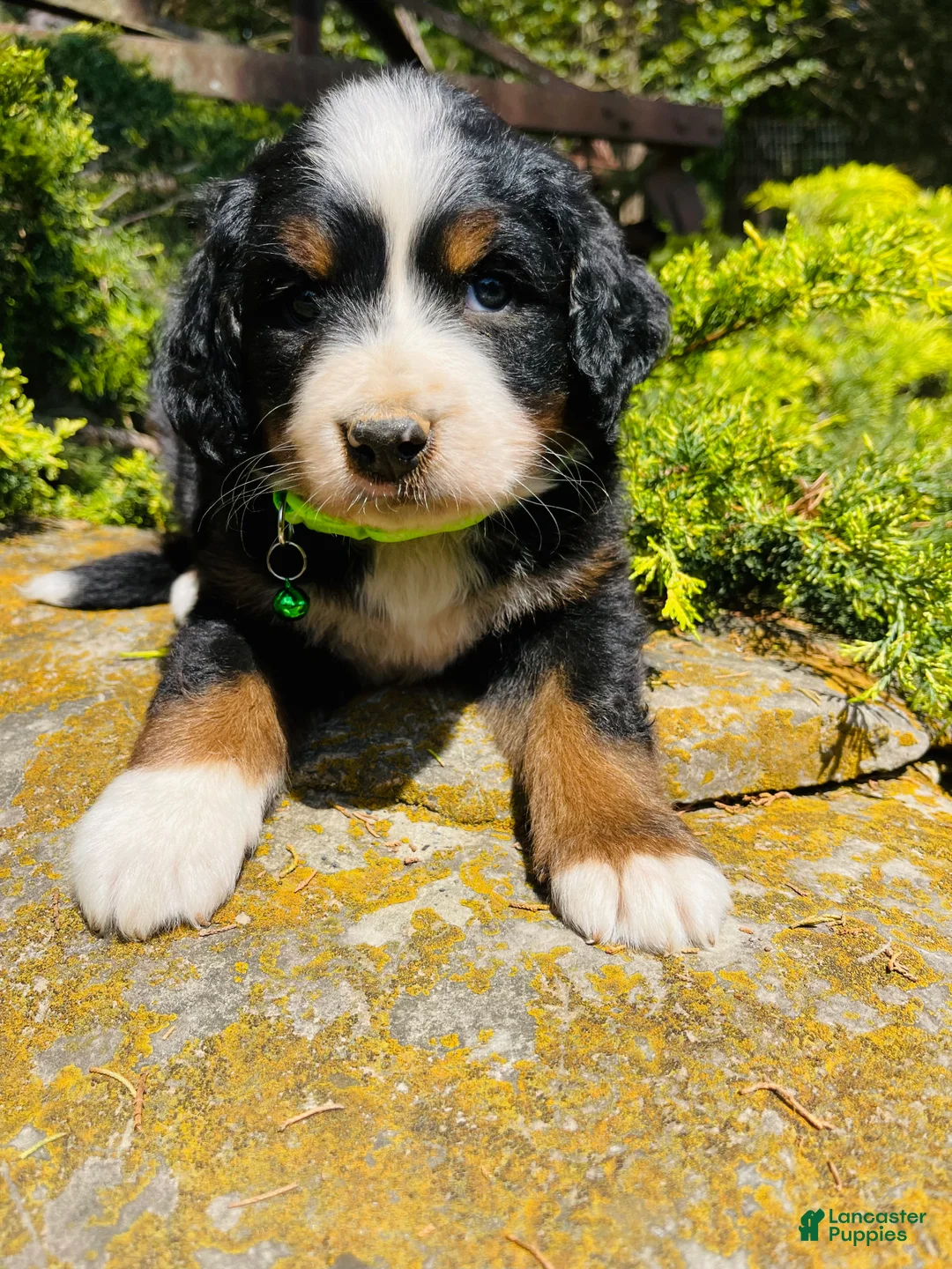 Bernedoodle dogs for sale: Whiskey “ Ultra Bernedoodle “ - Ad 2