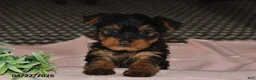 Yorkshire Terrier dogs for sale: Mocha - Ad 1