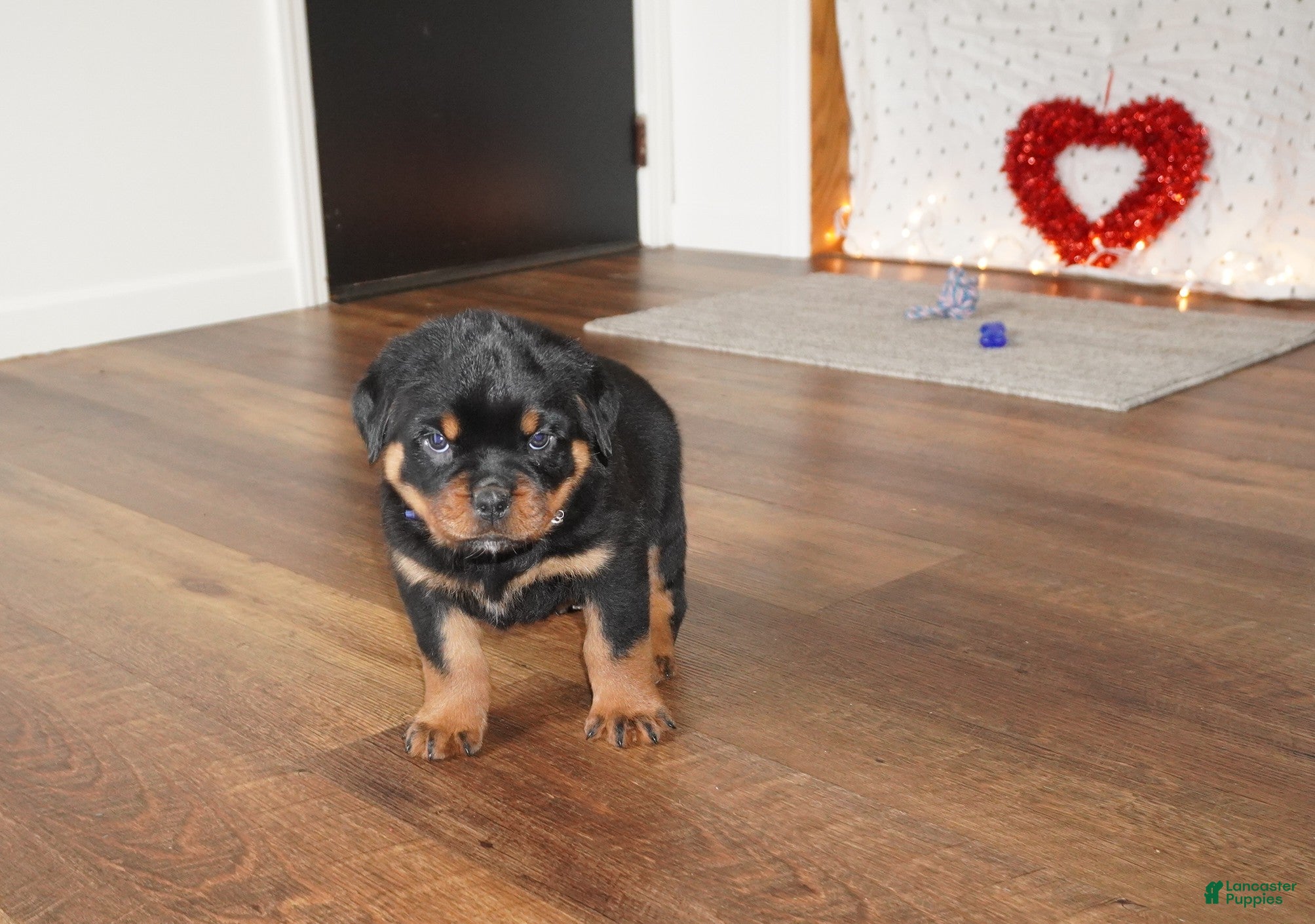 Rottweiler dogs Bear - Ad 42