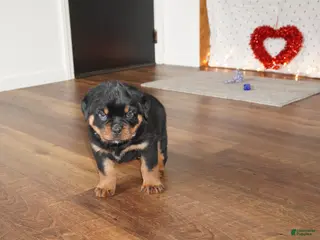 Rottweiler dogs Bear - Ad 42
