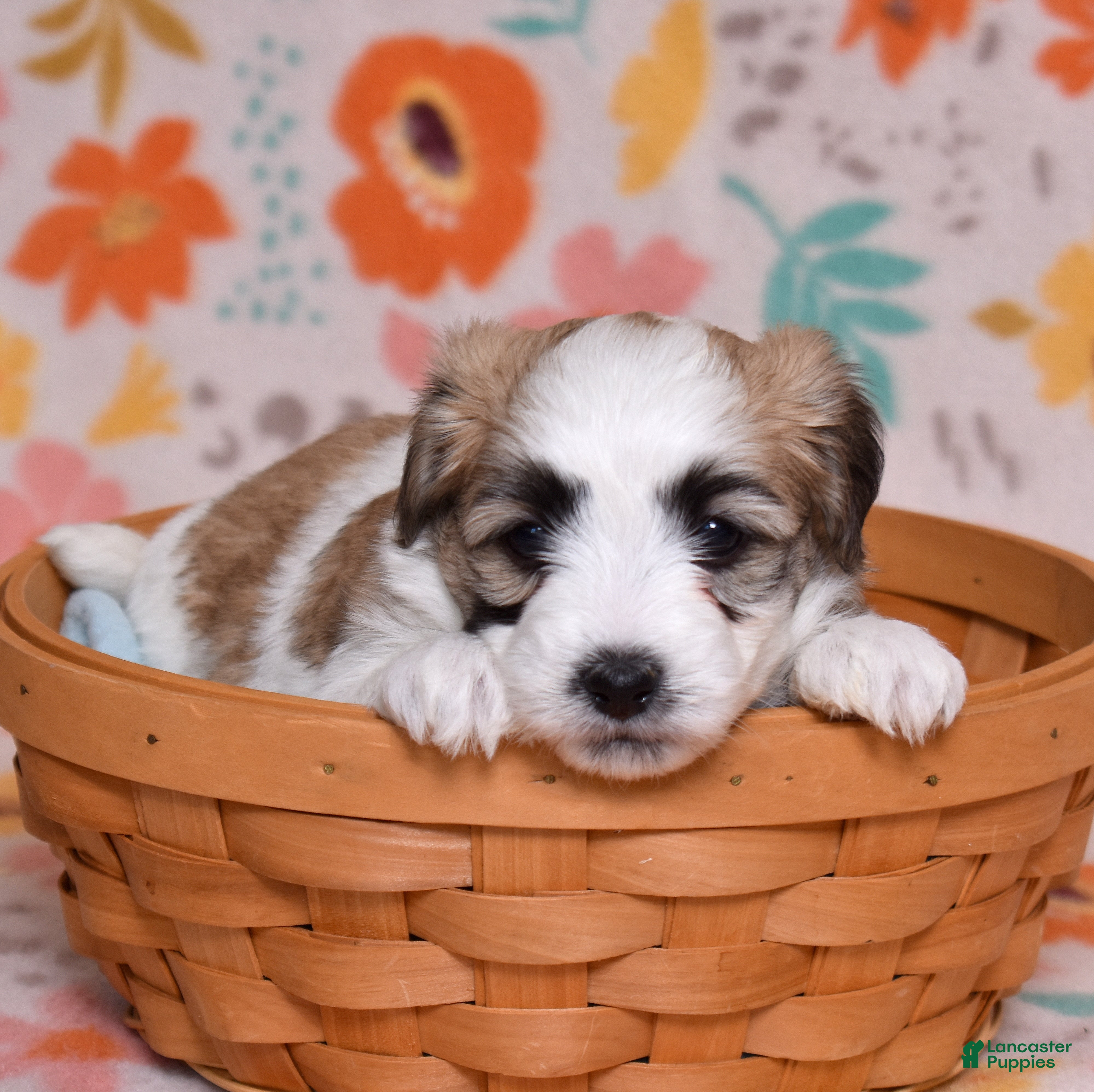 Coton De Tulear dogs Petunia - Ad 2