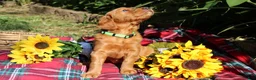 Mixed Breed dogs for sale: Lily - Irish Goldendoodle - Ad 11