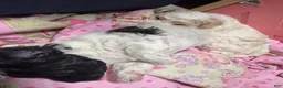 Mixed Breed dogs for sale: Patra (Patches)  - Ad 6