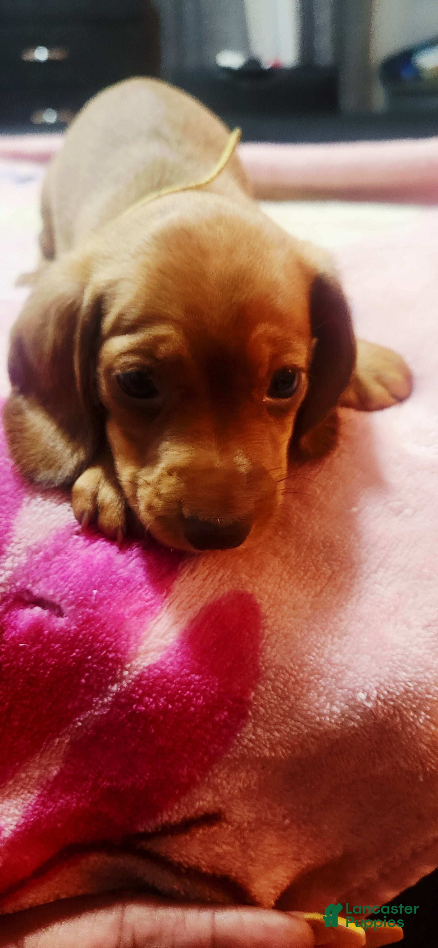 Dachshund dogs Dachshund Puppy Yellow - Ad 33