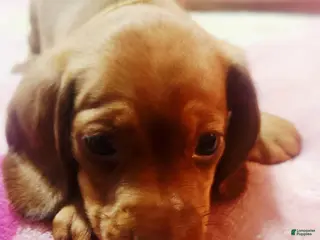 Dachshund dogs Dachshund Puppy Yellow - Ad 36