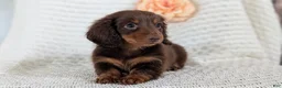 Miniature Dachshund dogs for sale: Zion - Ad 3