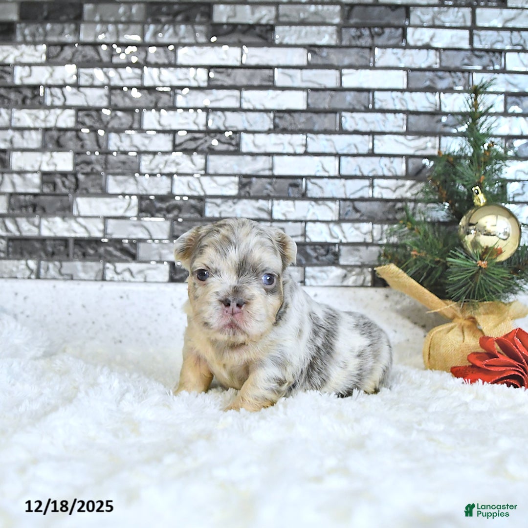 French Bulldog dogs for sale: Lacy - Ad 1