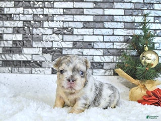 French Bulldog dogs Lacy - Ad 3