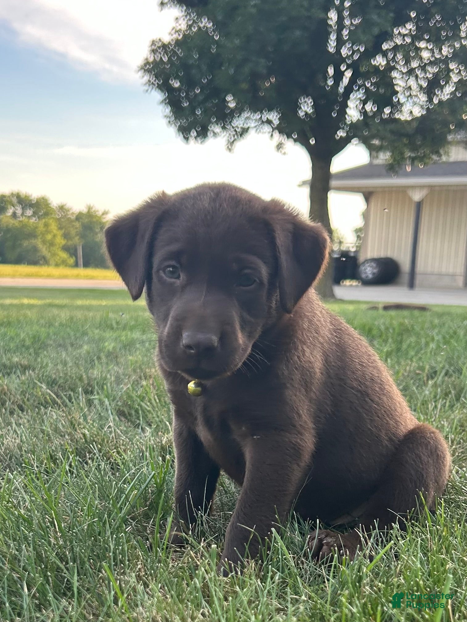 Labrador Retriever dogs Willow - Ad 2