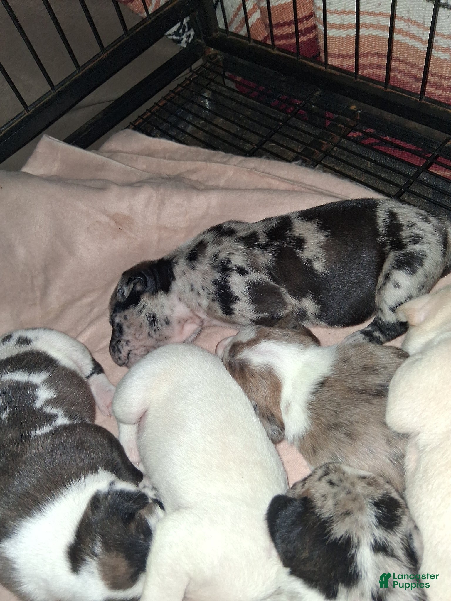 American Pit Bull Terrier dogs American Pit Bull Terrier Puppy 5 - Ad 13