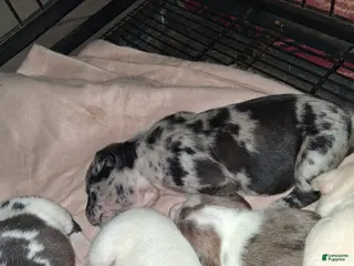 American Pit Bull Terrier dogs American Pit Bull Terrier Puppy 5 - Ad 19