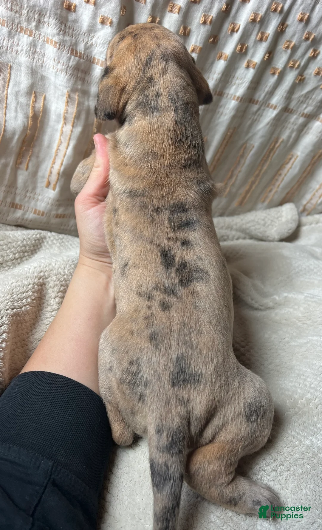 Great Dane dogs for sale: Mario - Ad 2