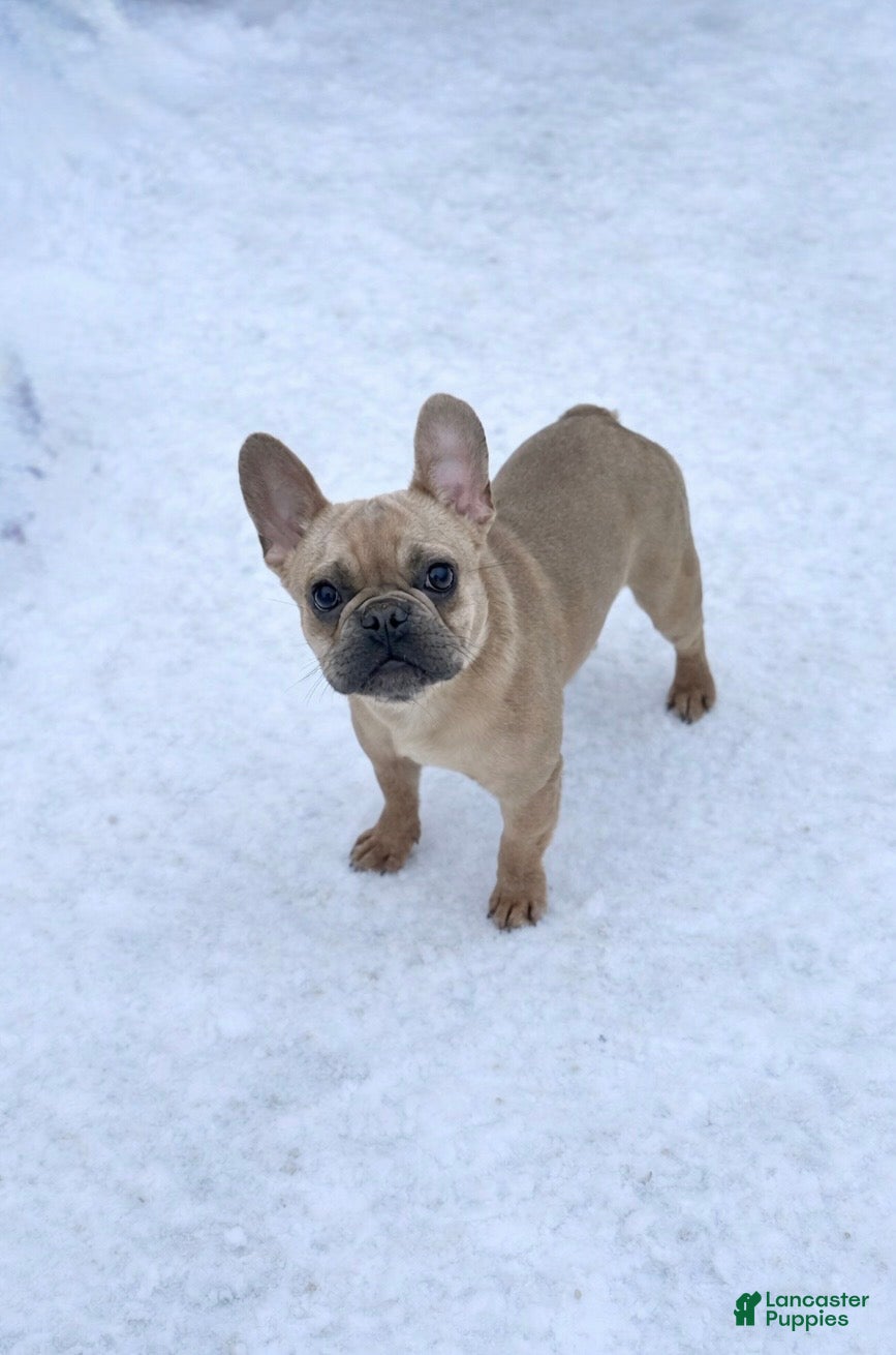 French Bulldog dogs French Bulldog Puppy 1 - Ad 22