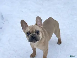 French Bulldog dogs French Bulldog Puppy 1 - Ad 22