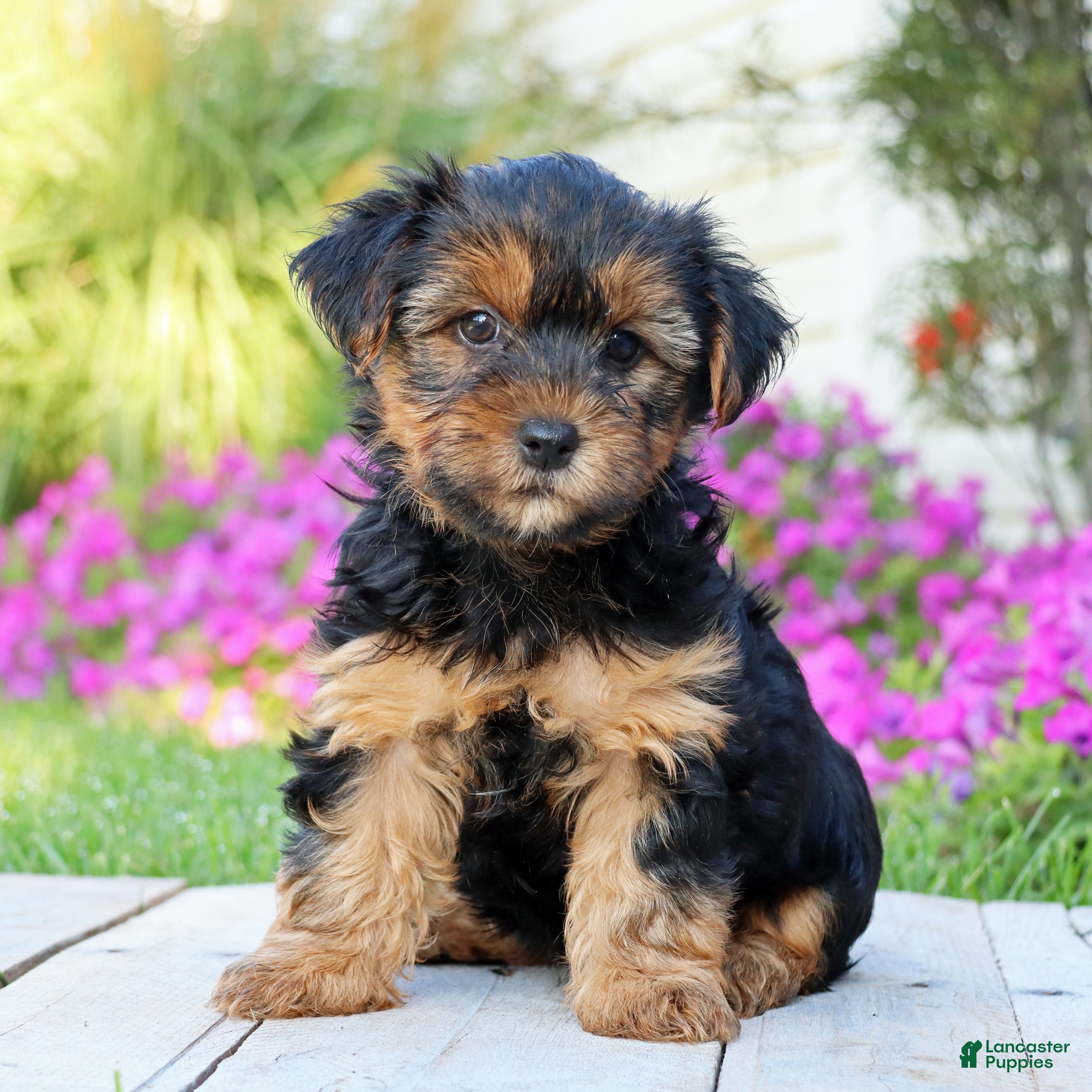 Yorkshire Terrier dogs Brinn - Ad 1