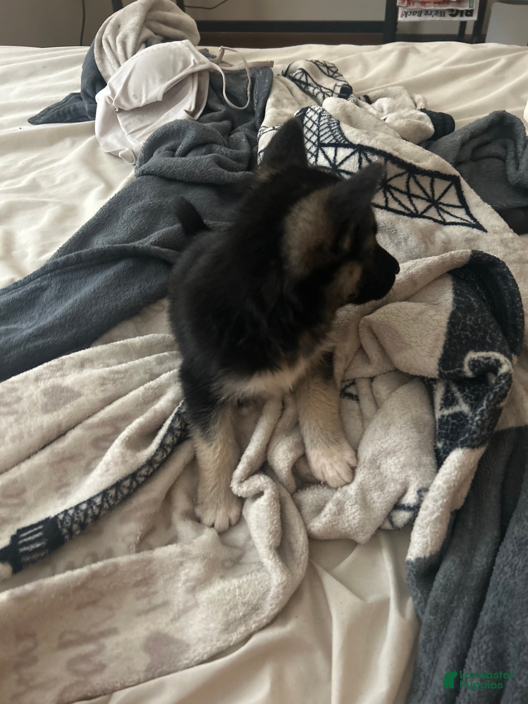 Gerberian Shepsky dogs for sale: Gerberian Shepsky Puppy 1 - Ad 2
