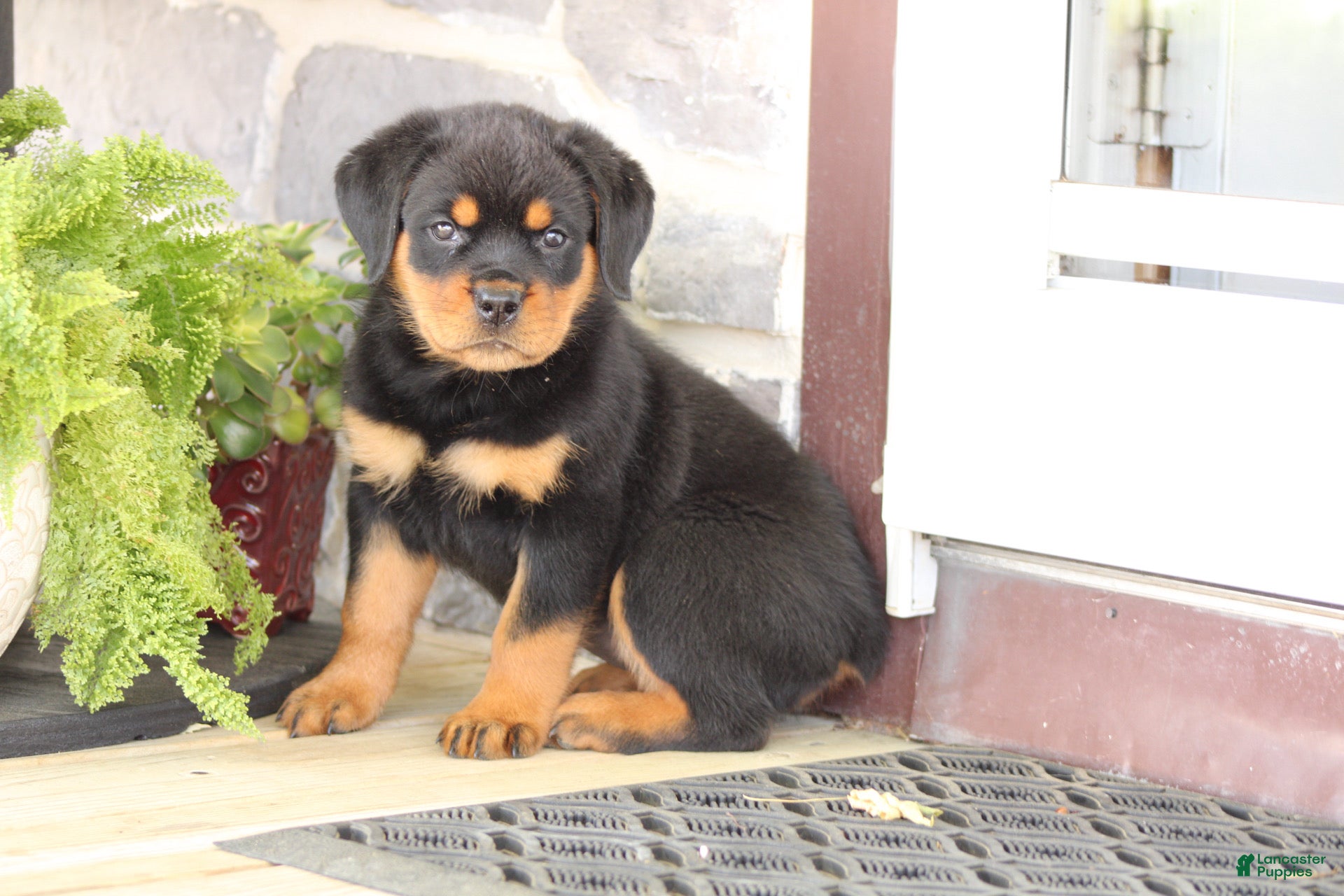 Rottweiler dogs for sale: Dynamite  - Ad 9