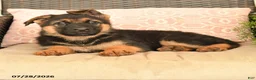 German Shepherd dogs for sale: Snickers - Ad 3