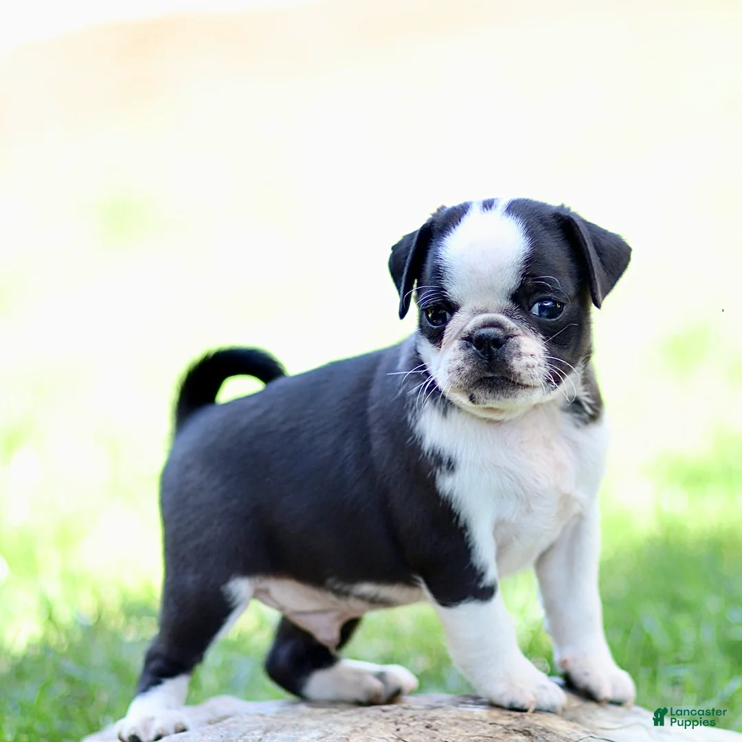 Pug dogs for sale: Beau - Ad 2