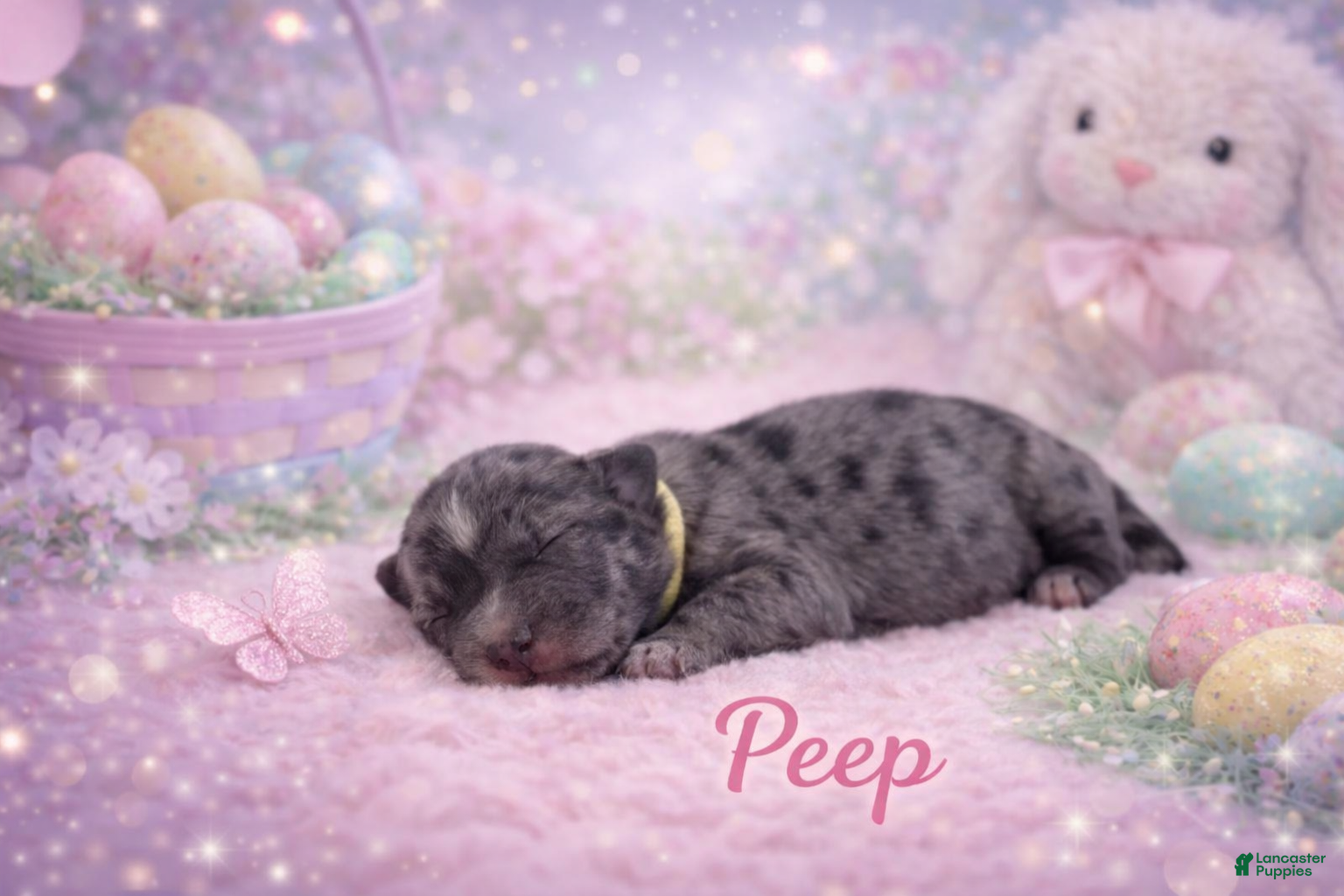 Miniature Schnauzer dogs Peep - Ad 1