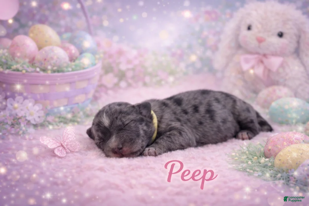 Miniature Schnauzer dogs for sale: Peep - Ad 1