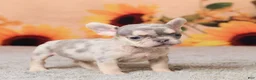 French Bulldog dogs for sale: Rubbles - Ad 2