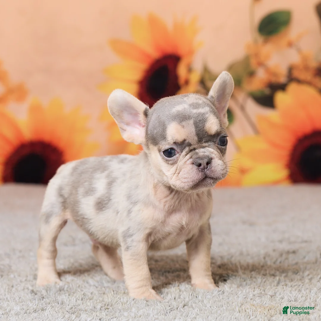 French Bulldog dogs for sale: Rubbles - Ad 2