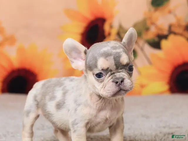 French Bulldog dogs for sale: Rubbles - Ad 2