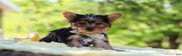 Yorkshire Terrier dogs for sale: Drake - Ad 3