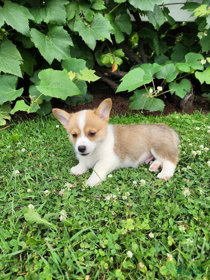 Welsh Corgi Pembroke dogs Aaron - Ad 2