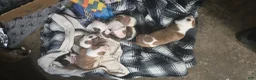 American Bulldog dogs for sale: American Bulldog 1 - Ad 4
