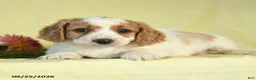 Mini Goldendoodle dogs for sale: Watson - Ad 3
