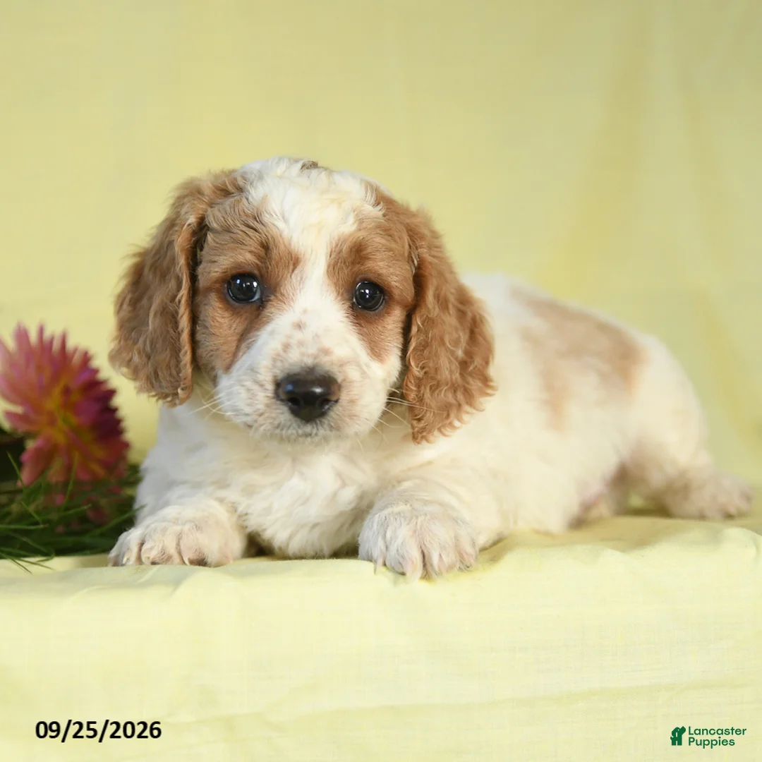 Mini Goldendoodle dogs for sale: Watson - Ad 3