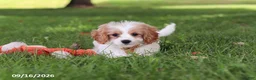 Cavapoochon dogs for sale: Kobe - Ad 5