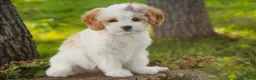 Mixed Breed dogs for sale: Pebbles Munchkin Bernedoodle - Ad 4