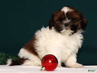 Shih Tzu dogs Donnie - Ad 10