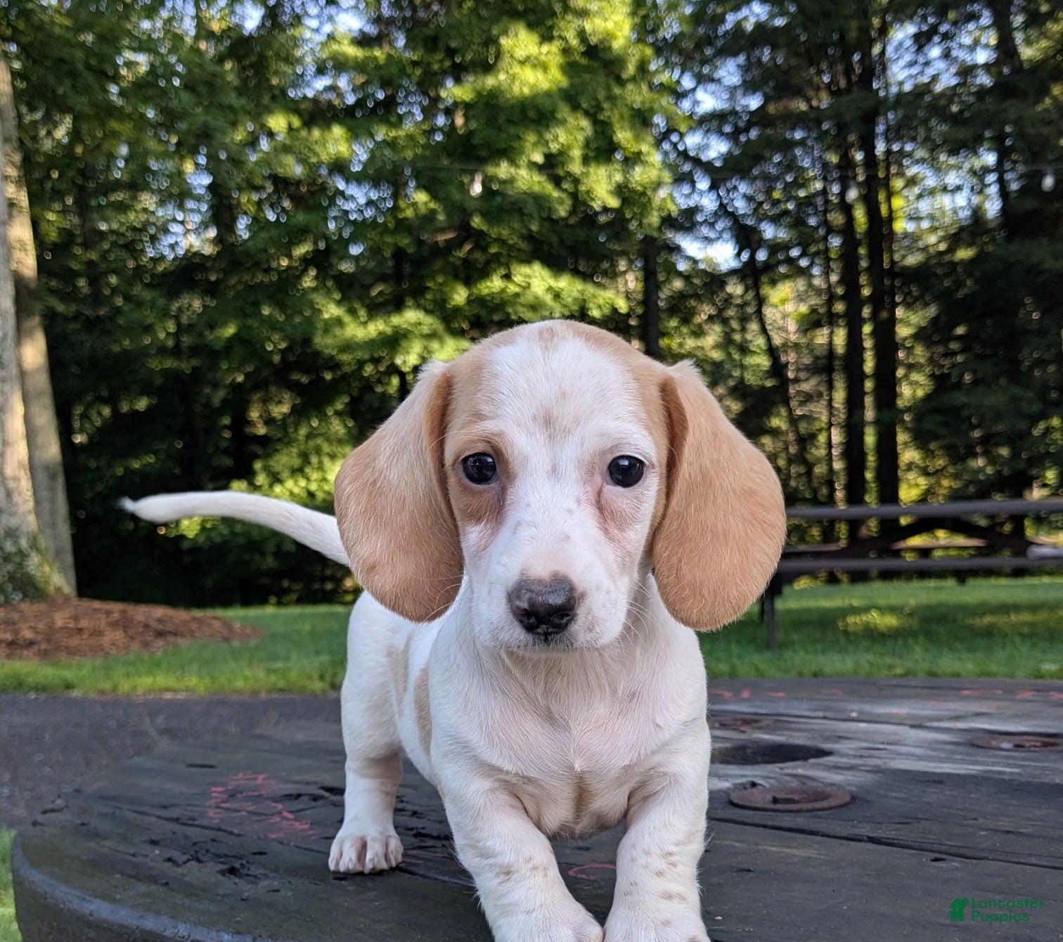Dachshund dogs Cash - Ad 1