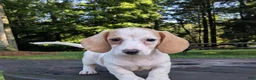Dachshund dogs for sale: Cash - Ad 1