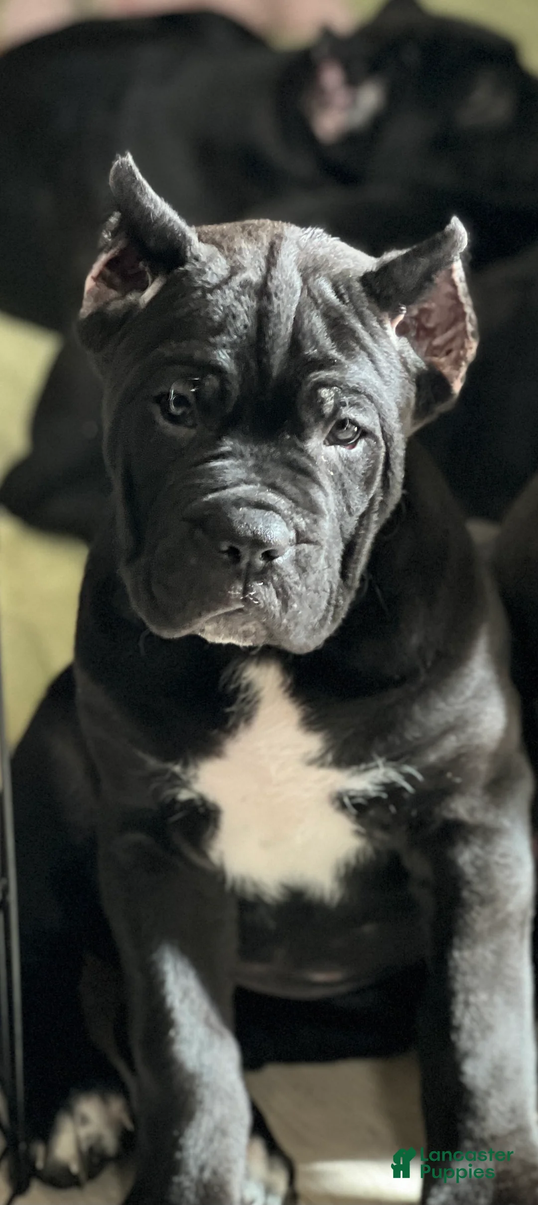 Cane Corso dogs for sale: Cane Corso Puppy 6 Piper - Ad 1