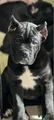 Cane Corso Puppy 6 Piper
